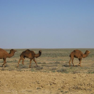 camels in Kazakhstan
